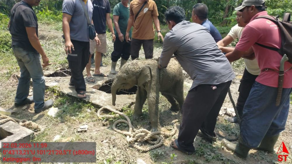 Anak Terperosok ke Septic Tank, Ini Alasan 11 Gajah Mengamuk di Siak