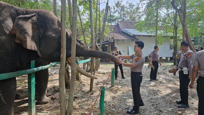 Polsek Pinggir Kirim 500 Nanas untuk Gajah di PLG Sebanga