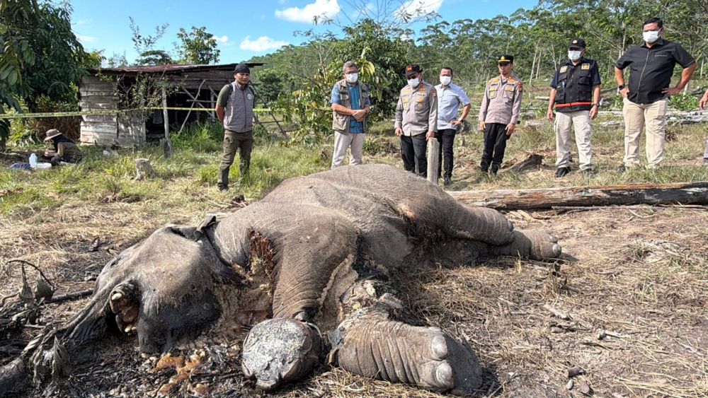 Populasi Kian Tergerus, Anak Gajah Liar Ditemukan Mati di Tesso Nilo