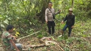 Petani Tewas Ditelan Ular Piton 5 Meter Saat Istirahat di Kebun