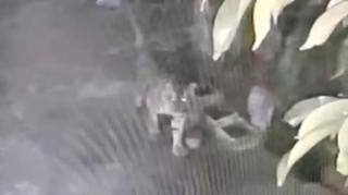 CCTV Warga Rekam Kemunculan Harimau Sumatera di Permukiman Desa Benteng Hulu Siak