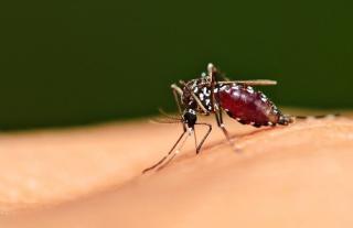 Pemerintah Terus Tangani KLB Malaria di Kabupaten Rokan Hilir