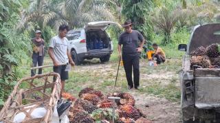 Dinas Perkebunan Riau Targetkan 11.600 Ha Kebun Sawit Rakyat Lewat Program PSR 2026