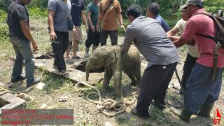 Anak Terperosok ke Septic Tank, Ini Alasan 11 Gajah Mengamuk di Siak