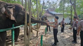 Polsek Pinggir Kirim 500 Nanas untuk Gajah di PLG Sebanga