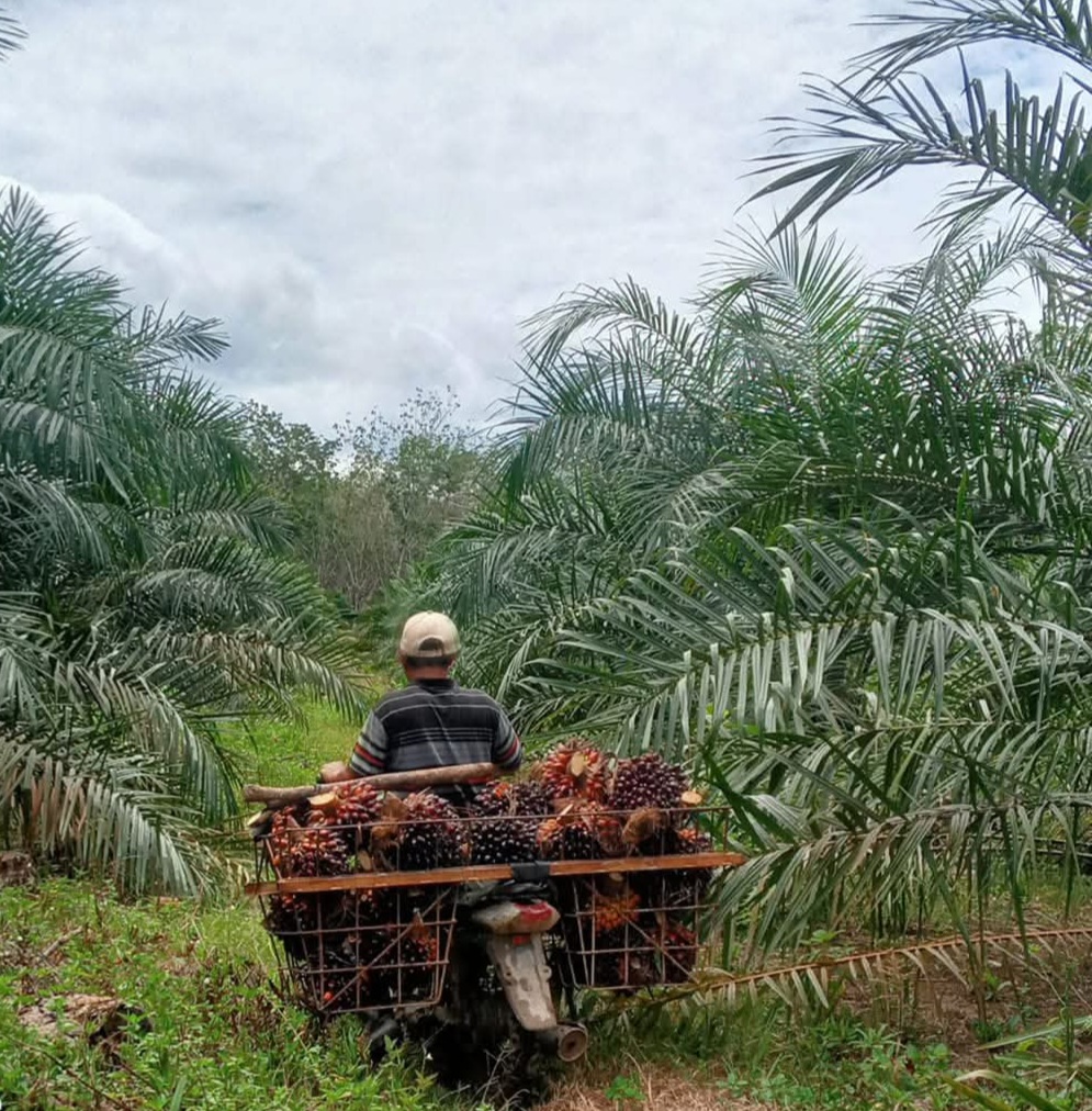Harga TBS Sawit Mitra Swadaya Riau Kembali Menguat, Sentuh Rp3.552,39 per Kg