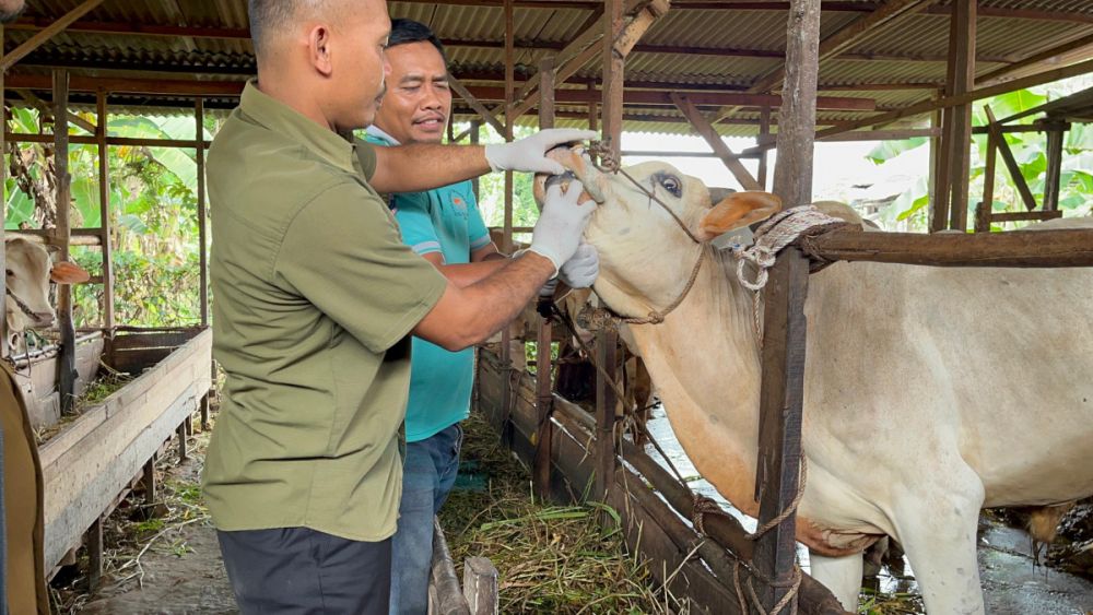 Dinas PKH Riau Distribusikan 37 Ribu Lebih Obat dan Vaksin Hewan ke Kabupaten/Kota