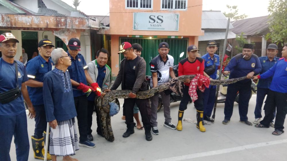 Piton 6 Meter Ditangkap di Tembilahan Usai Memangsa Kucing Warga