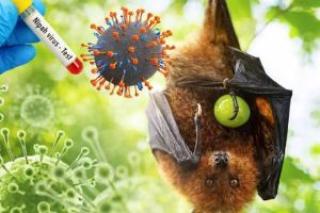 Cegah Ancaman Virus Nipah, Dinas PKH Riau Perkuat Pengawasan dan Sistem Deteksi Dini