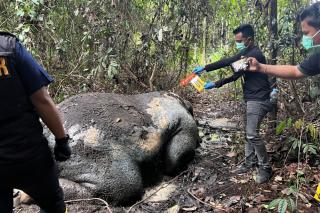Kejati Riau Terima SPDP Kasus Pembunuhan Gajah di Pelalawan, 3 Jaksa Ditunjuk Awasi Penyidikan