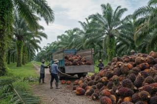 Naik, Harga Kelapa Sawit Mitra Plasma di Riau Minggu Ini Rp3.723 per Kg