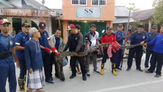 Piton 6 Meter Ditangkap di Tembilahan Usai Memangsa Kucing Warga