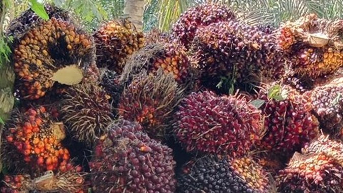 Kabar Baik! Harga TBS Sawit Riau Naik, Capai Rp4.007 per Kg