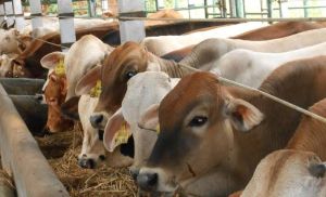 SISKA Jadi Andalan Riau, Target 500 Ribu Ekor Sapi Kian Realistis