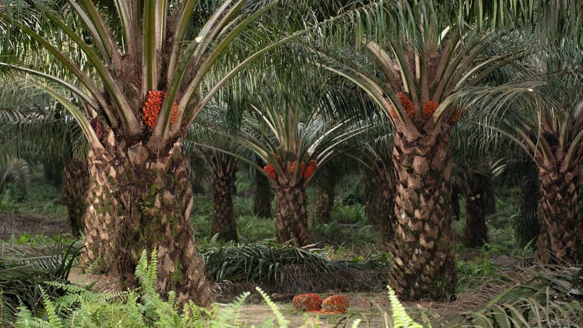 Harga TBS Kelapa Sawit Mitra Swadaya Riau Turun Jadi Rp3.956 per Kg
