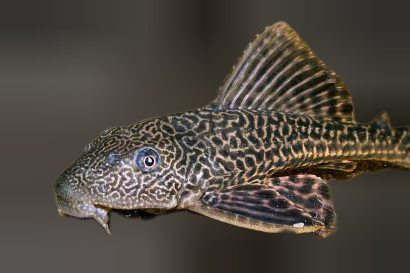 Ikan Sapu-Sapu Ancam Ekosistem Perairan, Dosen UIR Ingatkan Bahaya Spesies Invasif