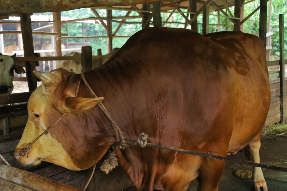 Sapi Kurban Bantuan Presiden di Pekanbaru Diperiksa, Bobot Tembus 907 Kg