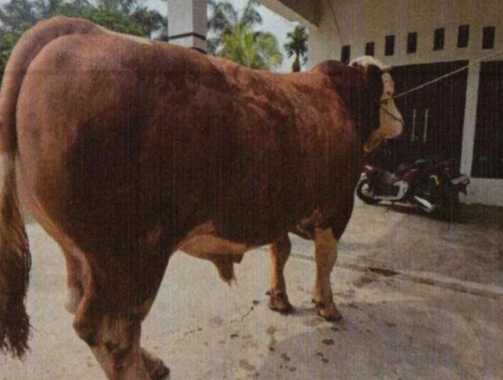 13 Sapi Jumbo dari Riau Diusulkan Jadi Bantuan Presiden untuk Iduladha 2026