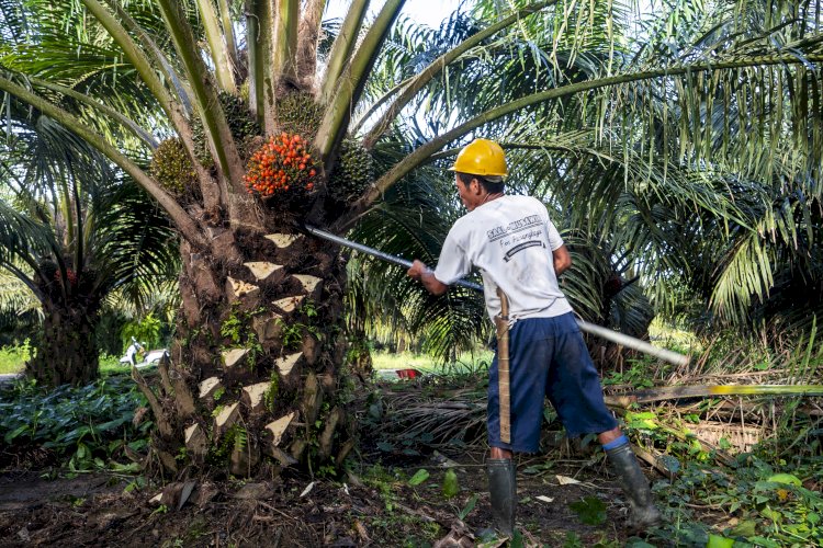 Harga TBS Sawit Riau Turun, Pekan Ini Sentuh Rp3.906 per Kg