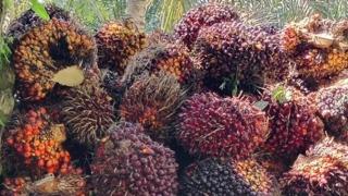 Kabar Baik! Harga TBS Sawit Riau Naik, Capai Rp4.007 per Kg