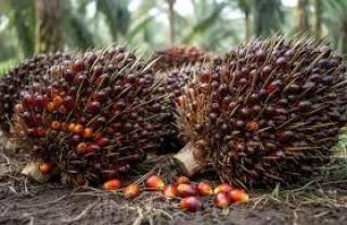 Harga Sawit Plasma Riau Naik, Tembus Rp4.116/Kg Dipicu Kenaikan CPO dan Kernel