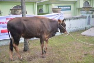 Pemprov Riau Seleksi Sapi Kurban Bantuan Presiden Prabowo Subianto