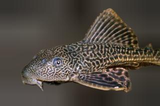 Ikan Sapu-Sapu Ancam Ekosistem Perairan, Dosen UIR Ingatkan Bahaya Spesies Invasif