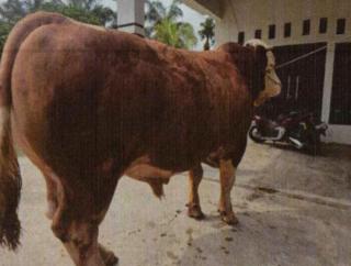 13 Sapi Jumbo dari Riau Diusulkan Jadi Bantuan Presiden untuk Iduladha 2026