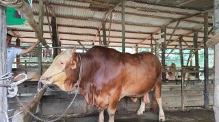 Empat Daerah di Riau Ajukan Sapi Jumbo Kandidat Bantuan Presiden
