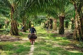 Harga TBS Sawit Mitra Swadaya Riau Naik Tipis, Tembus Rp3.880 per Kg