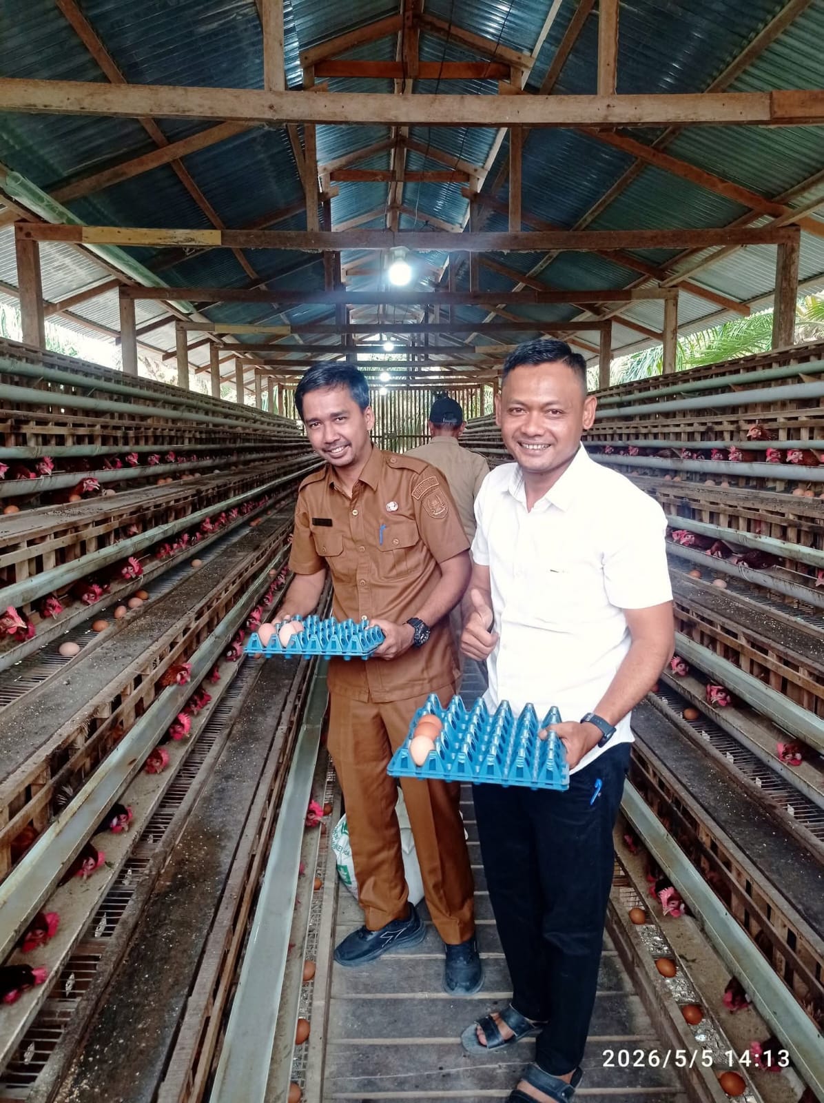 Camat Tanah Putih Tinjau Ketahanan Pangan, Ikut Panen Telur di BUMDes Menggala Sakti