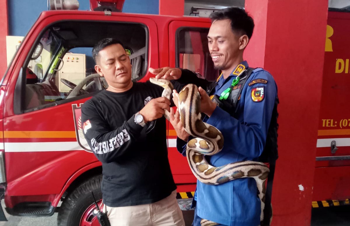 Empat Bulan, DPKP Pekanbaru Evakuasi 214 Ular dari Permukiman Warga