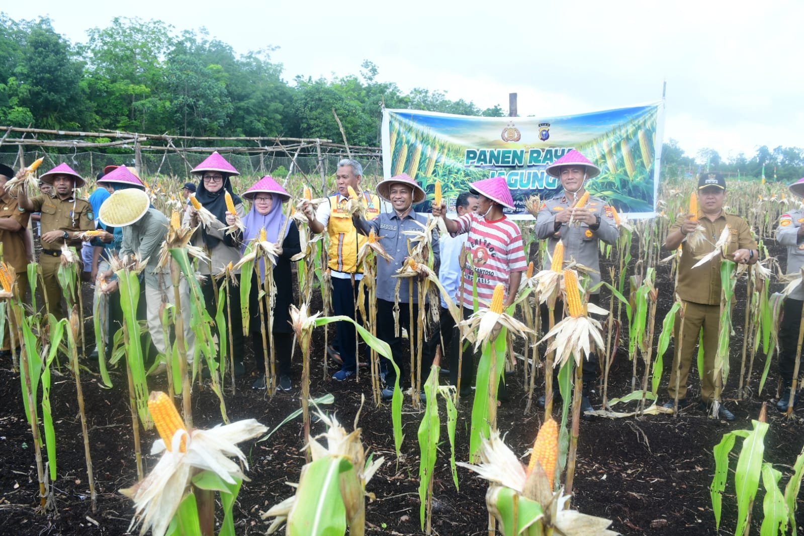 BUMDes Restu Bersama Panen Perdana Jagung, Dukung Swasembada Pangan 2026 di Bengkalis