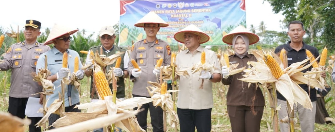 Dukungan Ketahanan Pangan Menguat, Panen Jagung Serentak Digelar di Kuantan Mudik