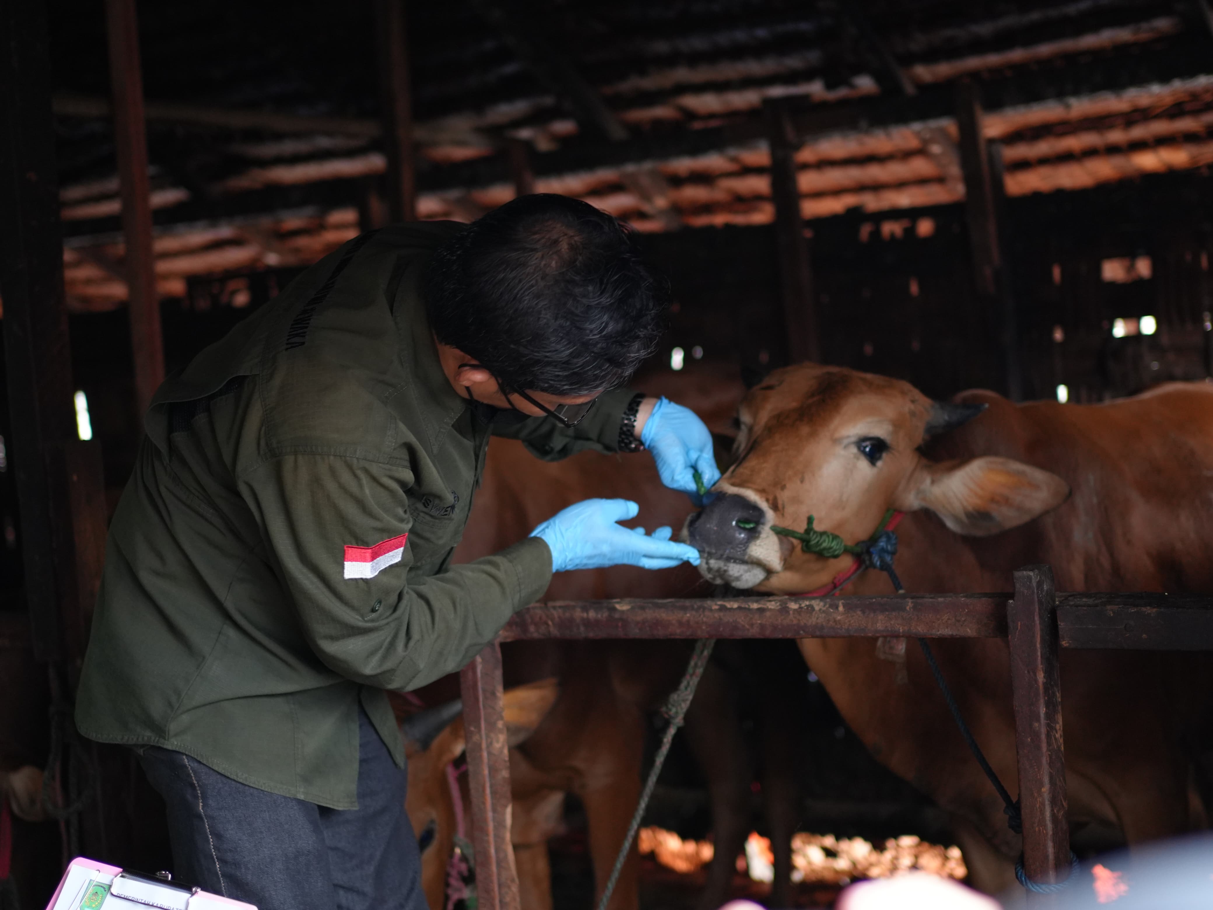 Tinjau Sapi Bantuan Presiden, Bupati Inhil Pastikan Hewan Kurban Bebas Penyakit
