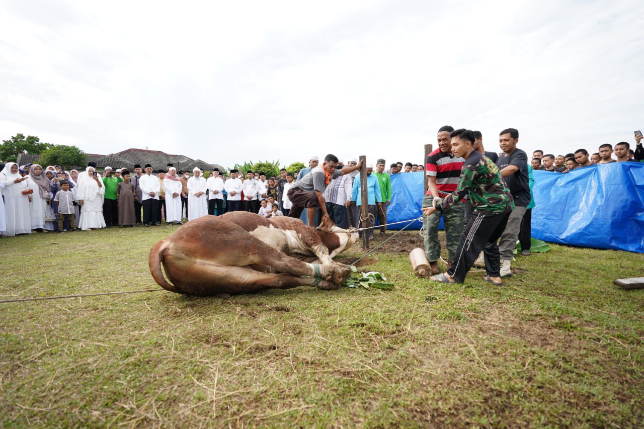 PKH Riau Prediksi 52.885 Ekor Hewan Kurban Disembelih pada Iduladha Tahun Ini