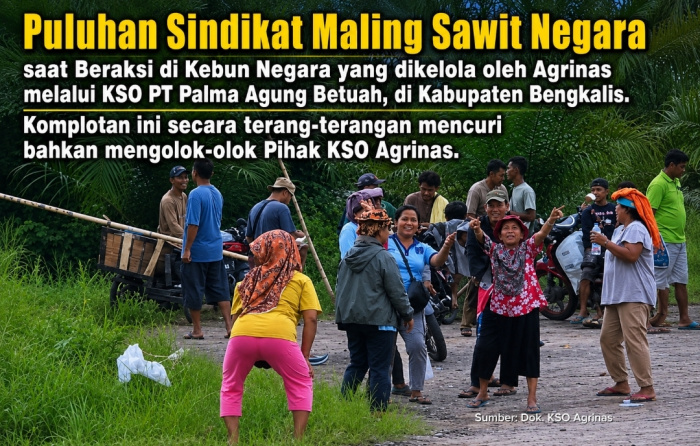 Wow! Polres Bengkalis Tersangkakan Manager KSO Agrinas atas laporan Sindikat Ninja Sawit Negara