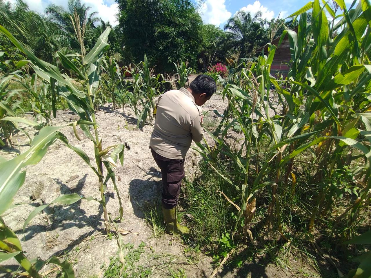 Polisi Ikut Kawal Kebun Jagung, Cara Unik Panipahan Jaga Ketahanan Pangan