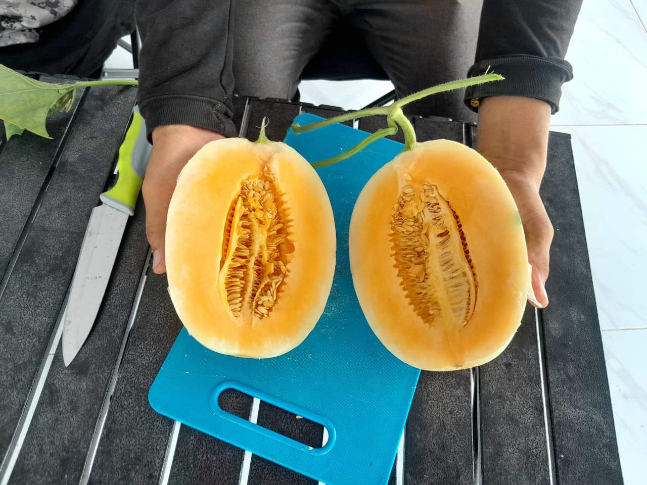 Dari Hobi Jadi Agrowisata, Indra Djaya Kembangkan Kebun Melon Premium di Tenayan Raya