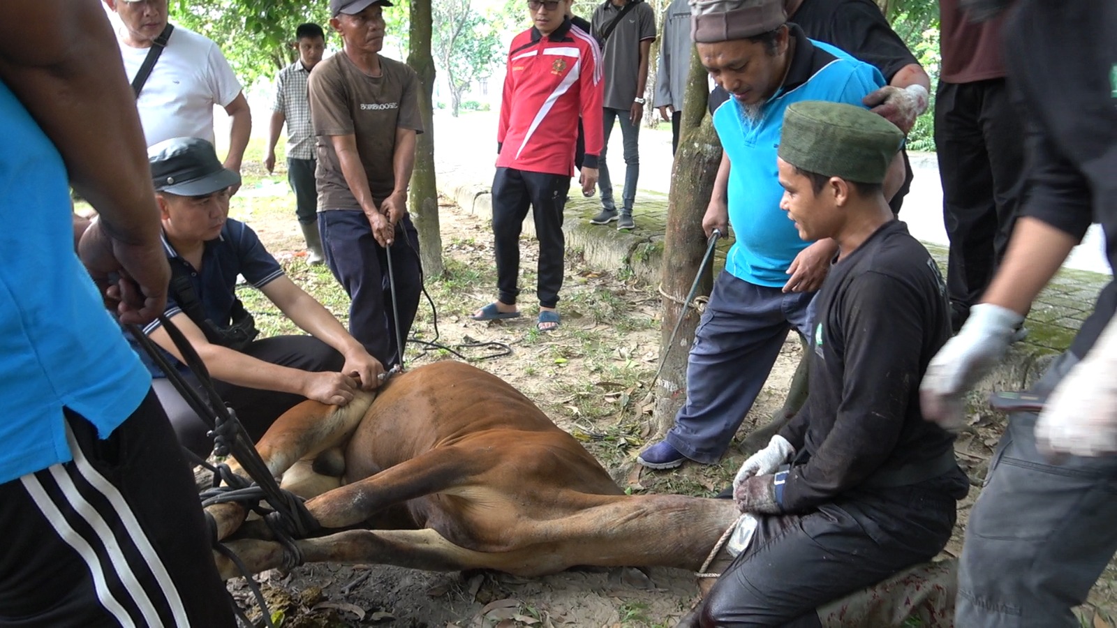 UIN Suska Riau Sembelih 4 Sapi Kurban, Dorong Penguatan Tata Kelola Masjid Kampus