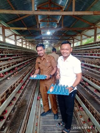 Camat Tanah Putih Tinjau Ketahanan Pangan, Ikut Panen Telur di BUMDes Menggala Sakti
