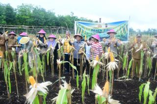 BUMDes Restu Bersama Panen Perdana Jagung, Dukung Swasembada Pangan 2026 di Bengkalis