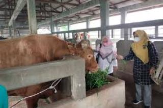 758 Kasus PMK Terdeteksi di Riau, Ratusan Ternak Berhasil Sembuh