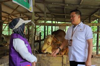 Distankan Pekanbaru Periksa 3.514 Sapi Kurban, Pastikan Bebas PMK Jelang Idul Adha