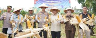 Dukungan Ketahanan Pangan Menguat, Panen Jagung Serentak Digelar di Kuantan Mudik