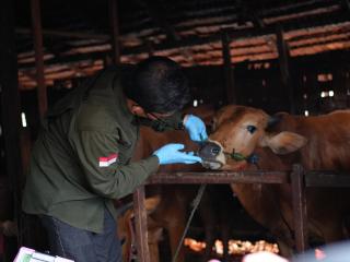 Tinjau Sapi Bantuan Presiden, Bupati Inhil Pastikan Hewan Kurban Bebas Penyakit
