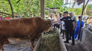 Bupati Asmar Tinjau Sapi Kurban Bantuan Presiden di Kepulauan Meranti