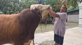 Kisah Rio, Peternak Muda asal Inhu yang Sukses Rawat Sapi Kurban Presiden hingga Tembus 1 Ton