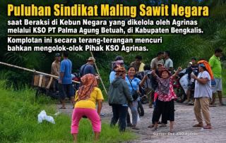 Wow! Polres Bengkalis Tersangkakan Manager KSO Agrinas atas laporan Sindikat Ninja Sawit Negara