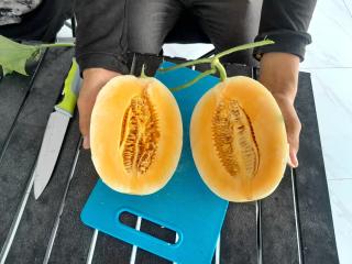 Dari Hobi Jadi Agrowisata, Indra Djaya Kembangkan Kebun Melon Premium di Tenayan Raya